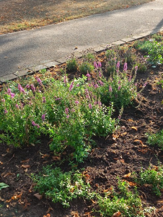 2022 Blühstreifen Oberlar (c) Katholische Kirchengemeinden in Troisdorf
