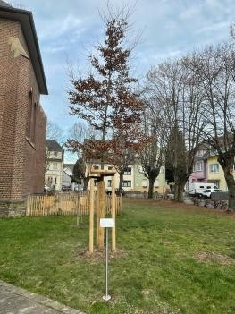 2025-12 Purpurbuche Oberlar (c) Unbekannt