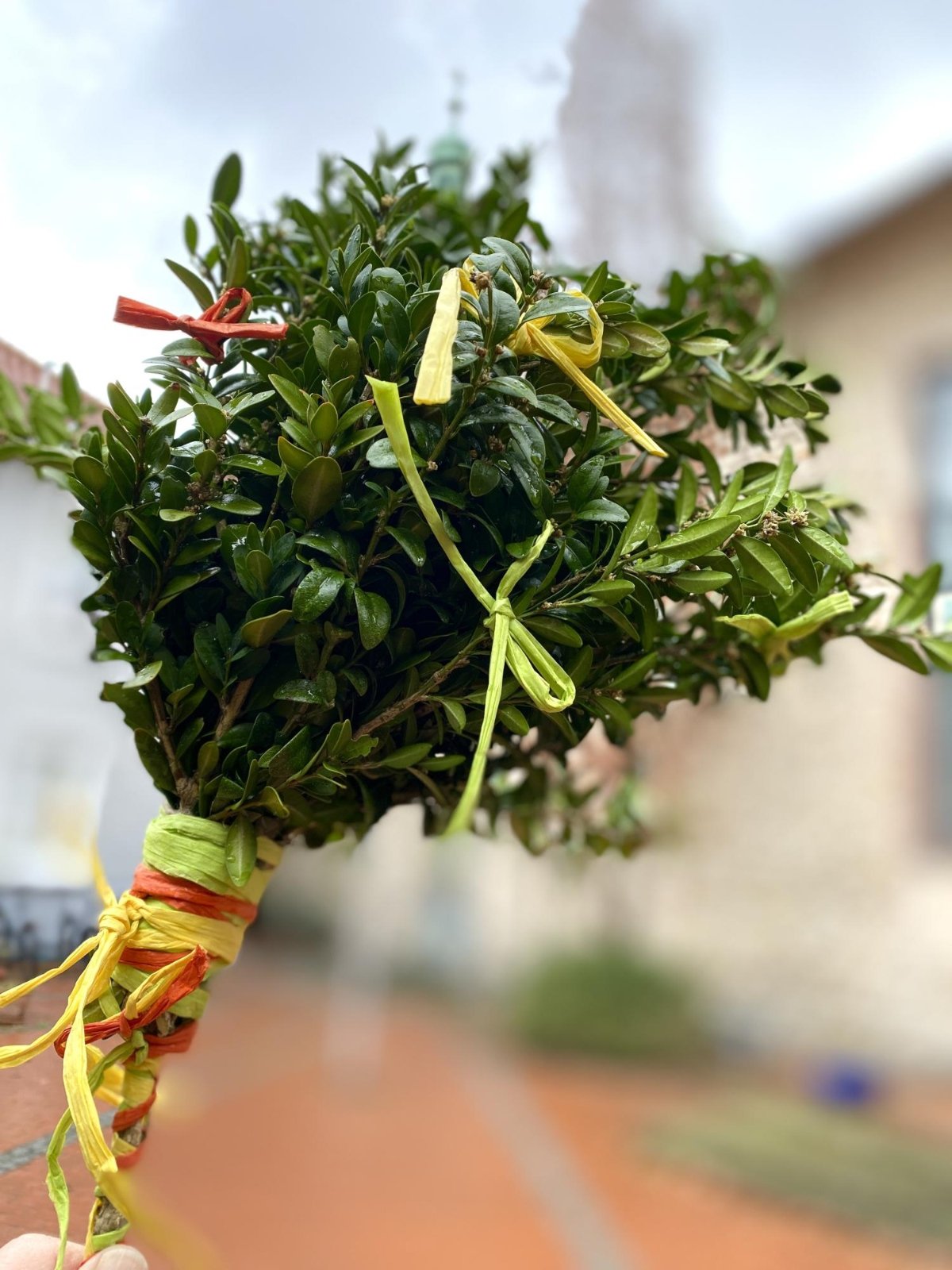 Palmbusch Buchsbaum (c) Bild: Sylvio Krüger In: Pfarrbriefservice.de