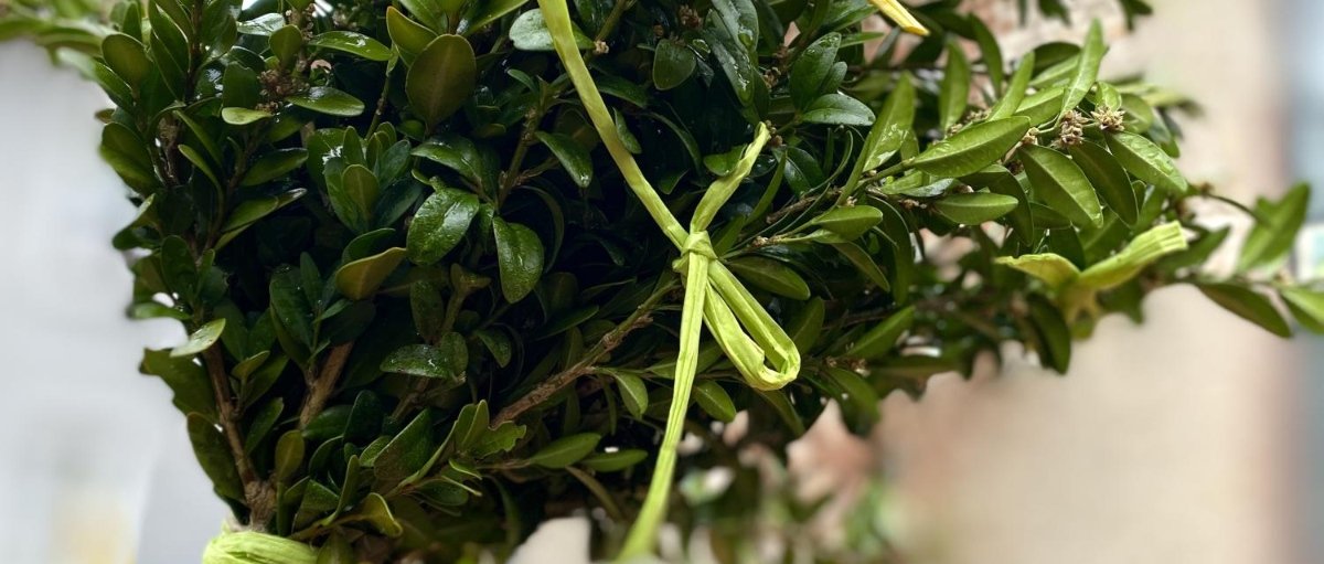 Palmbusch Buchsbaum (c) Bild: Sylvio Krüger In: Pfarrbriefservice.de